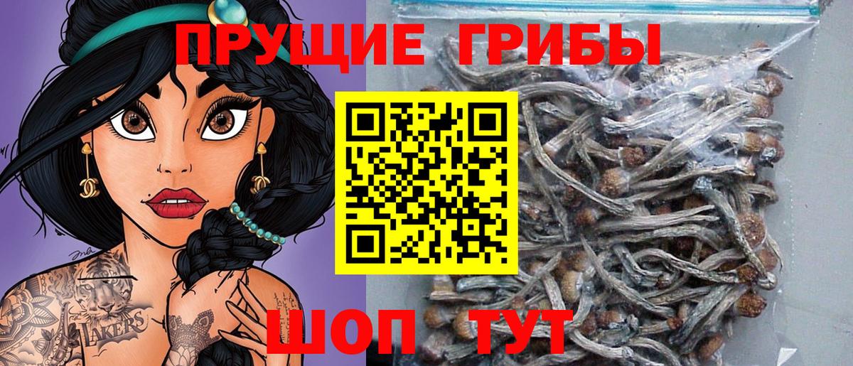 Галлюциногенные грибы GOLDEN TEACHER  Вход с VPN  Братск 